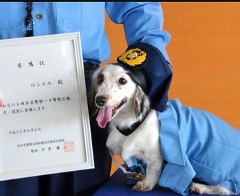新闻 日本 狗,狗成为社会新宠，引领宠物经济新潮流”
