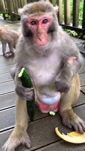 娱乐吃瓜酱猴子,揭秘猴子背后的娱乐产业秘密