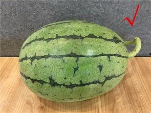 每天看娱乐吃瓜